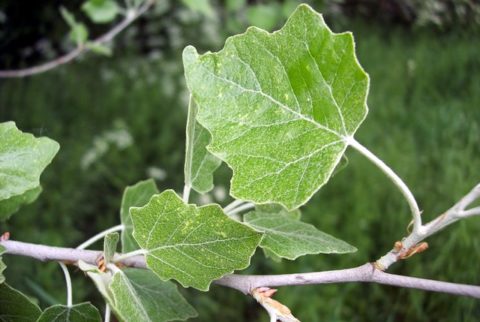 Тополь сереющий_1