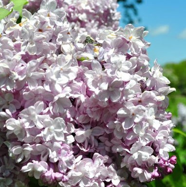 Сирень обыкновенная Генерал Першинг_1