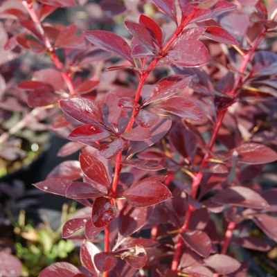 Барбарис Оттавский Аурикома