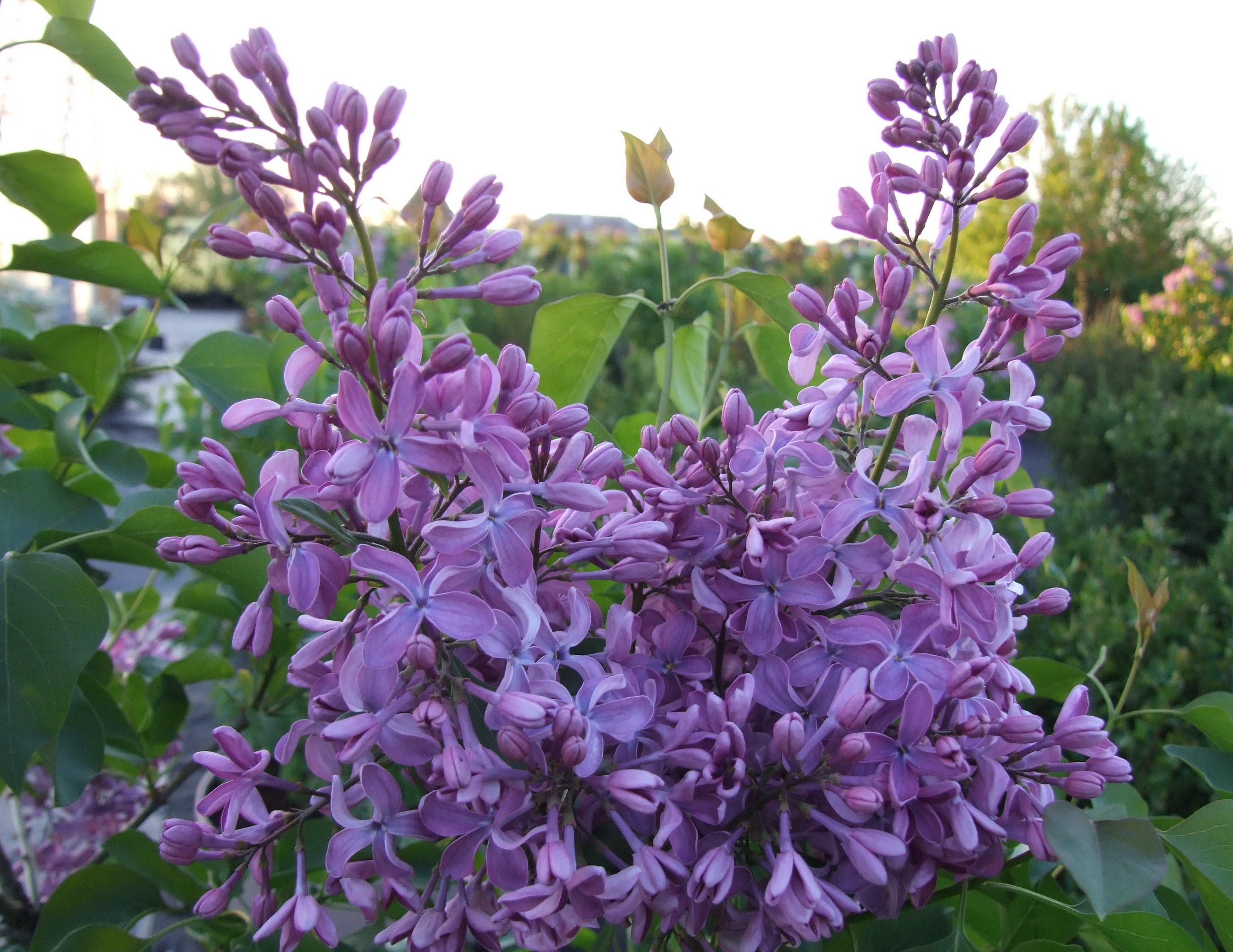 38el8ibajr628xg0zrx3txty0z02plps