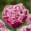tulipa-brest