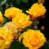 roza-floribunda-stuttgardia-shtutgardiya-