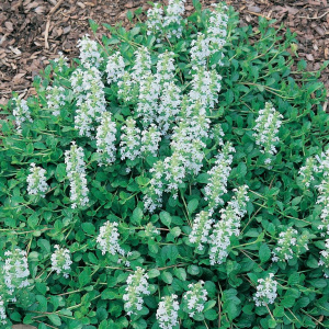 ajuga-reptans-alba