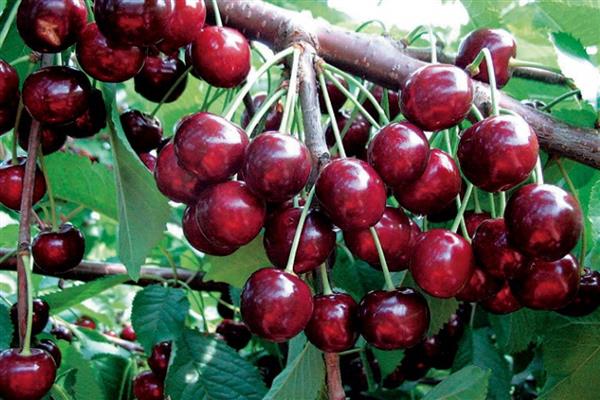 Черешня Ревна_2