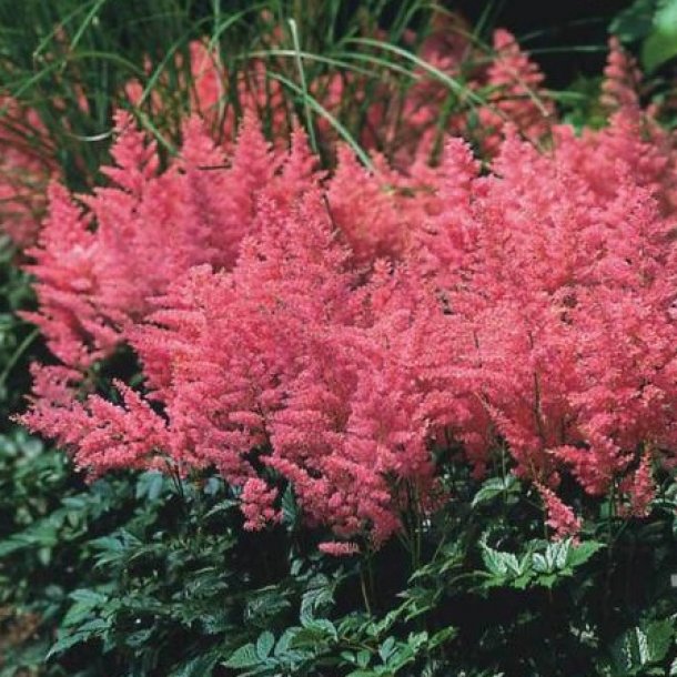 Астильба Арендса Анита Пфайфер_2