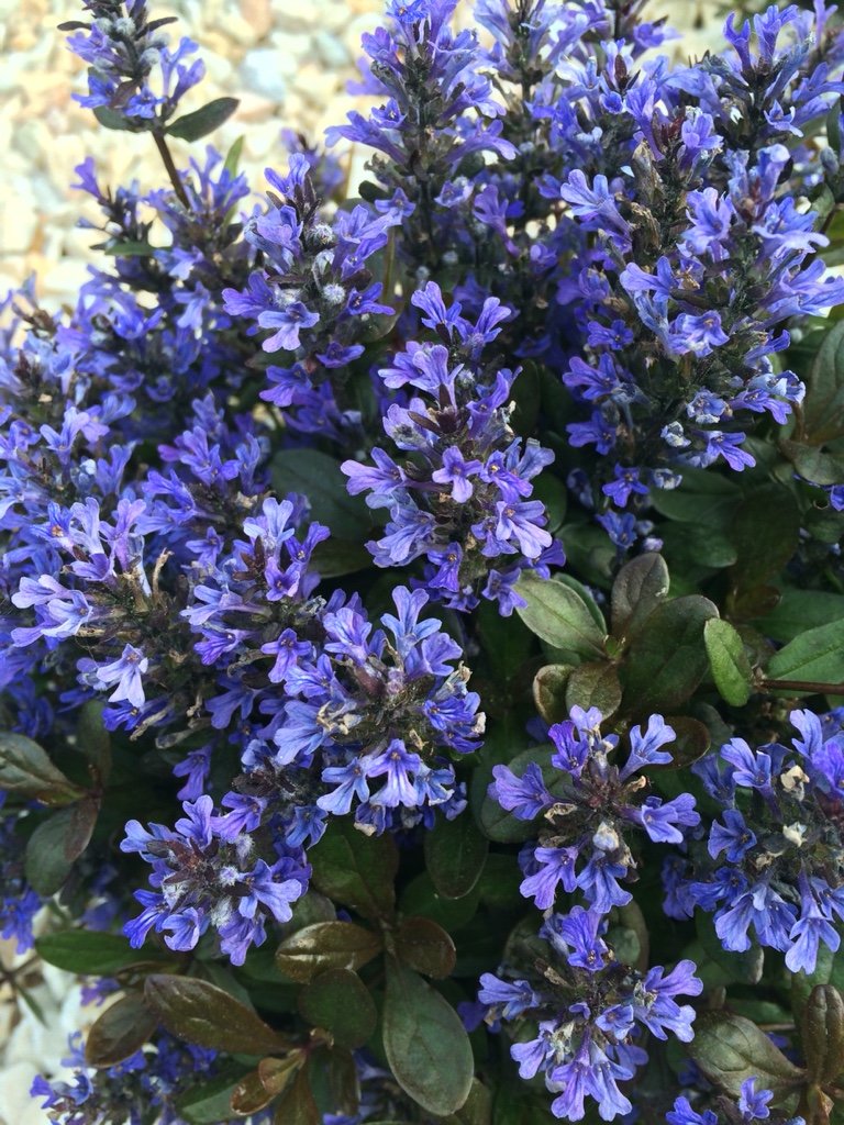 живучка атропурп