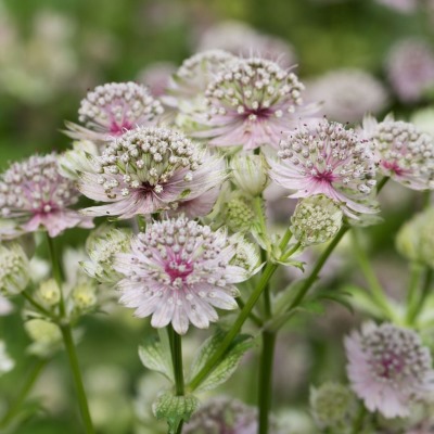 Астранция крупная Альба (бел.)