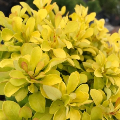 голден нагет