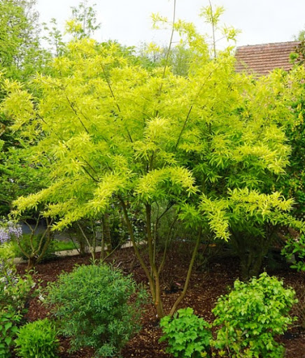 Ива  сахалинская Голден Саншайн_2