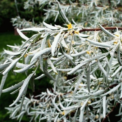 лох серебристый