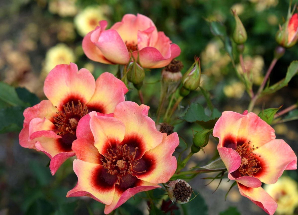 фенси_бабилон_айс