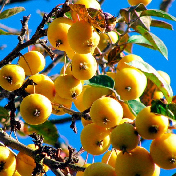 Яблоня Китайка золотая 1
