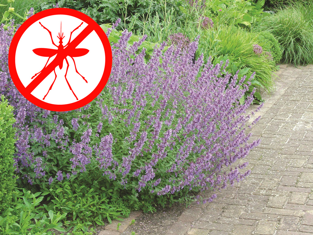 Котовник Фассена Кит Кет