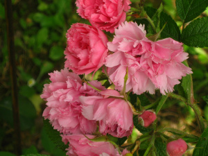 1650024594_29-vsegda-pomnim-com-p-roza-sort-pink-grutendorst-foto-29