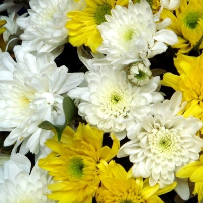 Хризантема