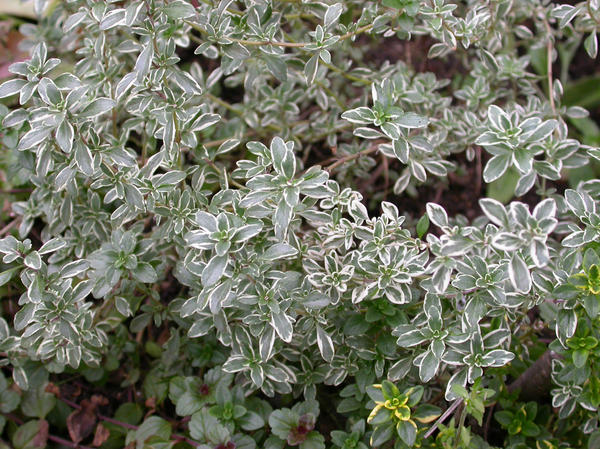 Тимьян Сильвер Кинг_1