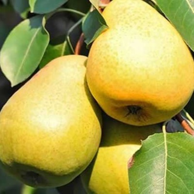 Груша Шатлык (позднелетн.с.)