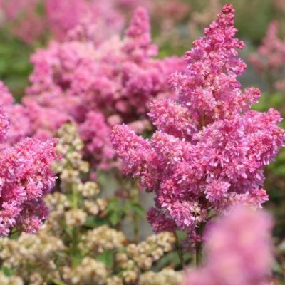 Астильба Арендса Ритм энд Блюз (малин.роз.)