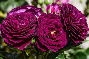roza-floribunda-ebb-tide-ebb-tayd-