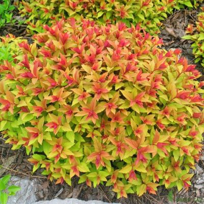 спирея голдфлейм