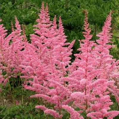 Астильба Арендса Каттлея (роз.)