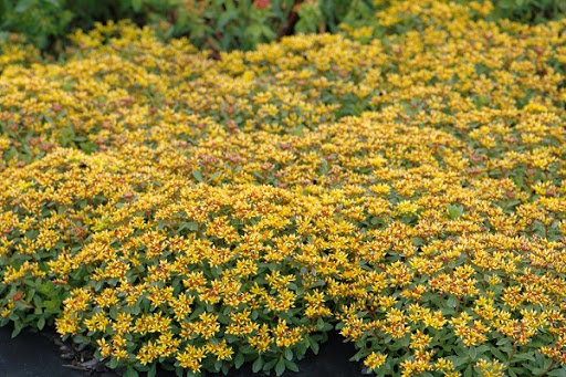 Очиток камчатский _2