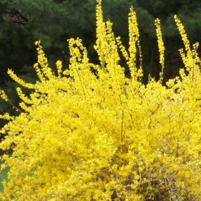 Форзиция Голдзамбер