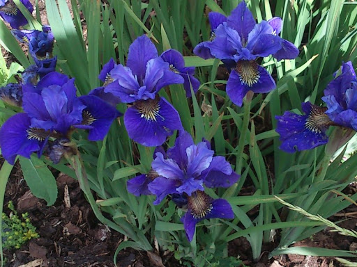 Ирис сибирский 'Ruffled Velvet'_3