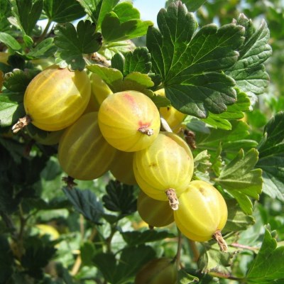 Крыжовник Берилл (желто-зелен.,бесшипн.)