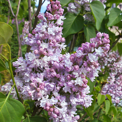 Сирень обыкновенная Генерал Першинг_2