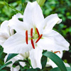 Lukovitcy_lilii_Mazers_CHois