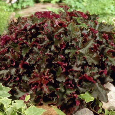 Гейхера гибридная Чоколат Раффлз