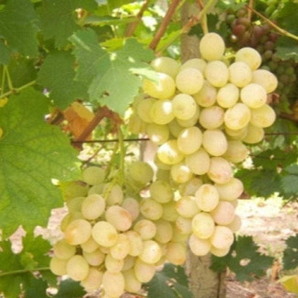 виноград_афродита_edited_1_