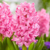 pink-pearl-giaczint-kupit