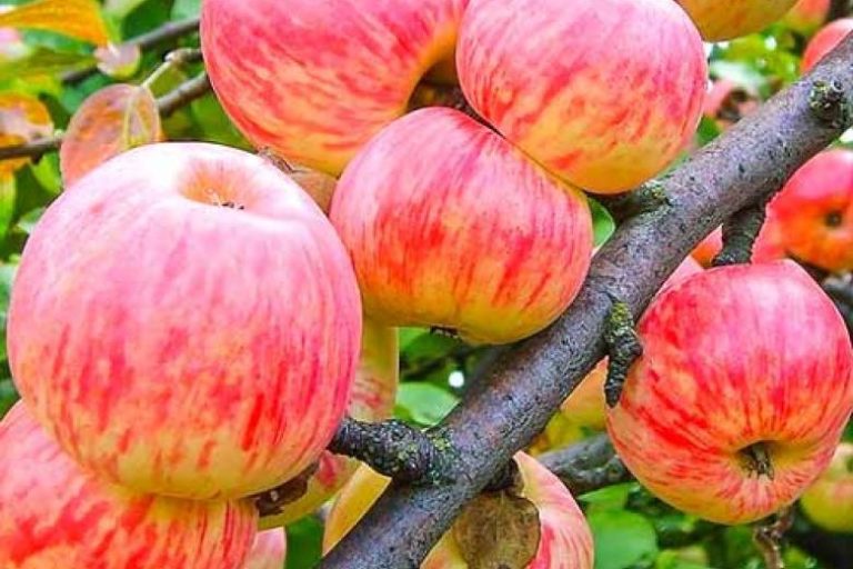 яблоня коричное полосат