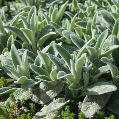 1637420387_65-pro-dachnikov-com-p-stakhis-silver-karpet-foto-71