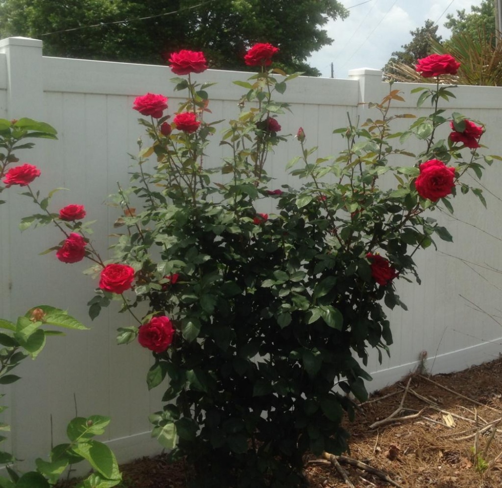 Роза мистер линкольн3