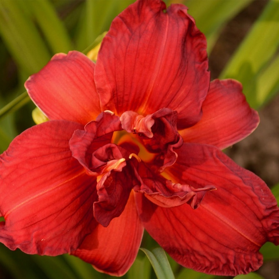 Дабл-Файркрэкер