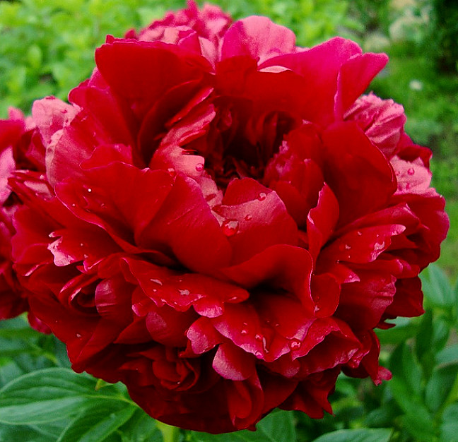 Генри Бокстос