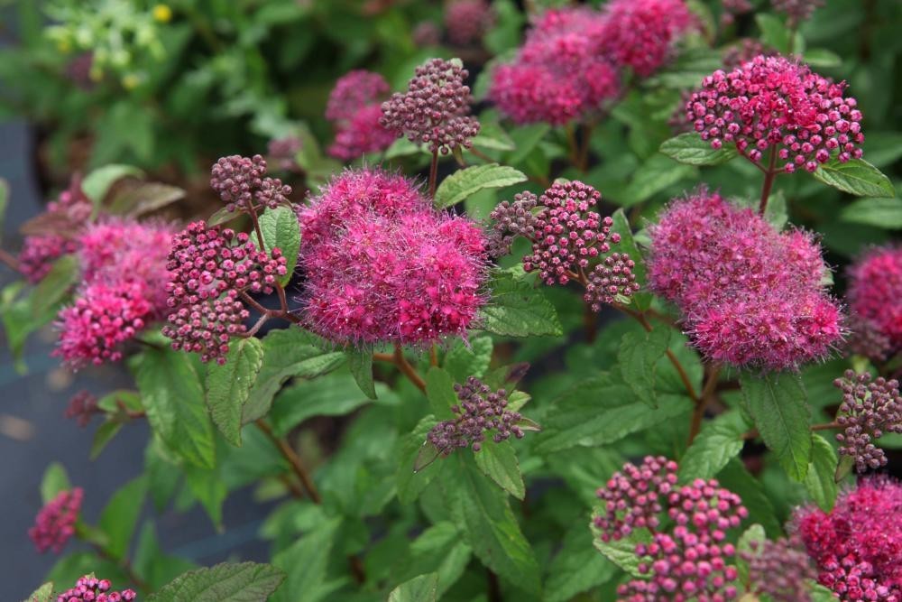 ферст эдишн