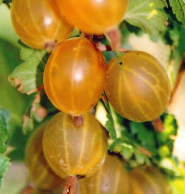 Крыжовник Русский желтый_1