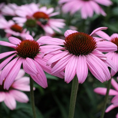 Эхинацея пурпурная Примадонна Дип Роз(роз.)