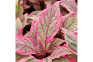 d2fjptc3mhgx_src_89349-cornus-alba-miracle-verpaalen02-pbr-1200x800