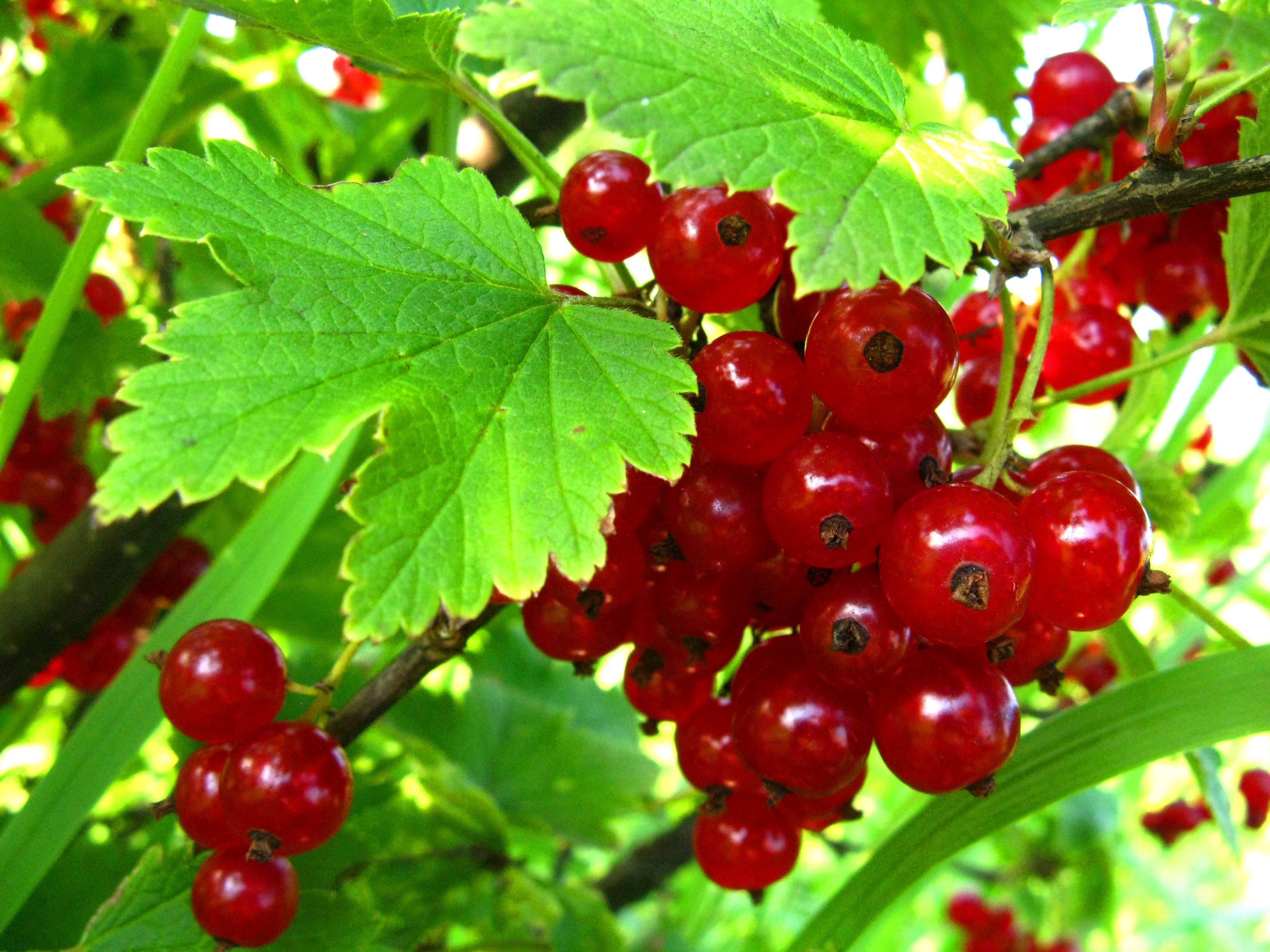 Смородина красная Альфа_1