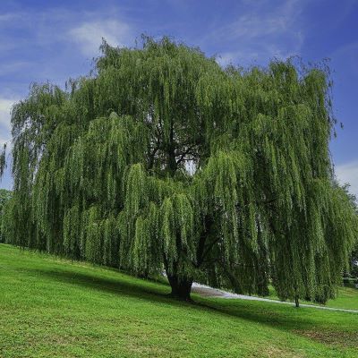 Ива-свердловская-плакучая