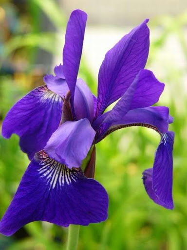 Ирис сибирский Цезарс Бразер_2