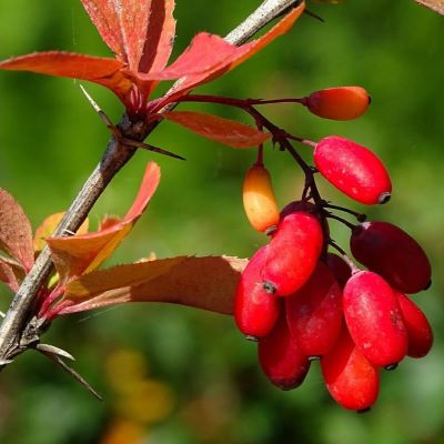 Барбарис плодовый_1