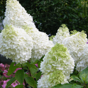 НоменклатураПрисоединенныеФайлы