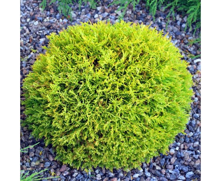 tuya_zapadnaya_kobold