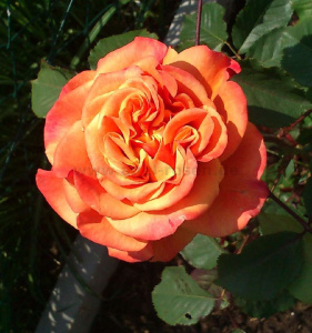 3944_467.jpg_1
